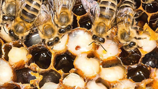 varroa