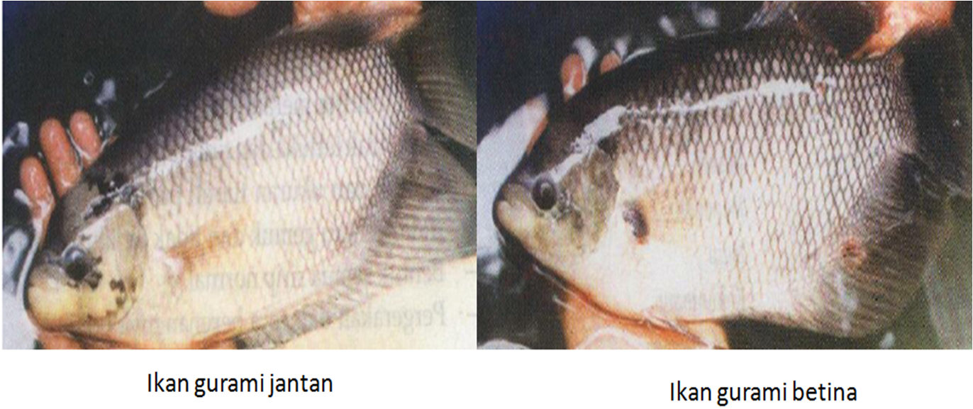 gambar ikan gurami jantan dan betina}