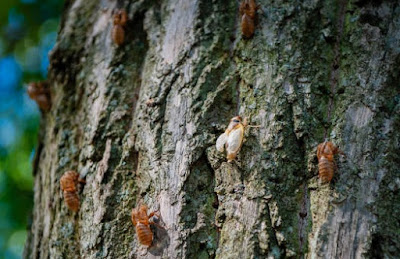 Cicadas on a Tree