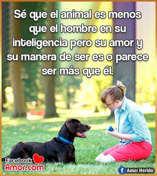 descargar frases de animales