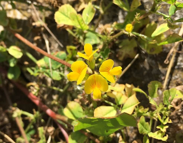 Cornilhão -  Scorpiurus muricatus - Flores Silvestres 