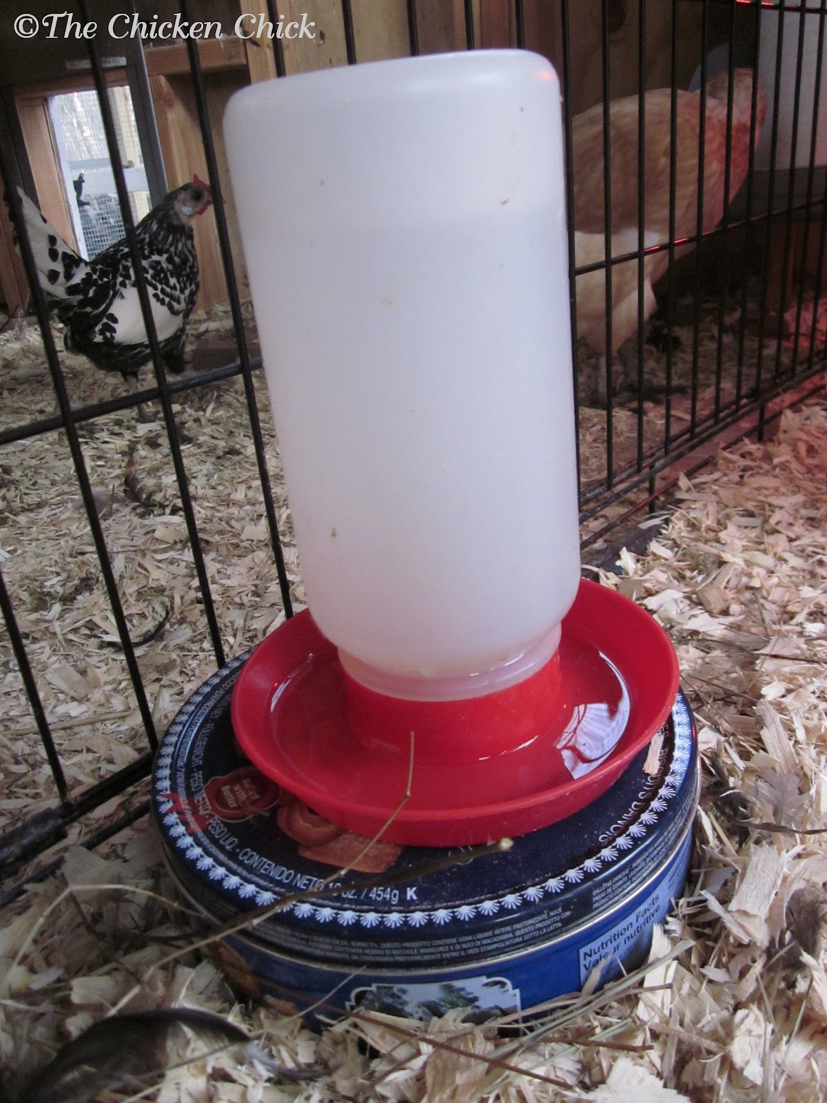 Chicken Water Heater