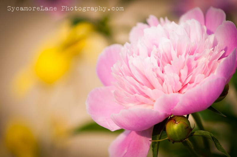 SycamoreLane Photography-peony