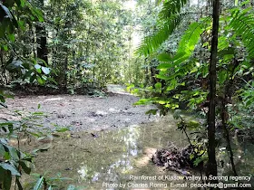 Rainforest Tour in Sorong regency