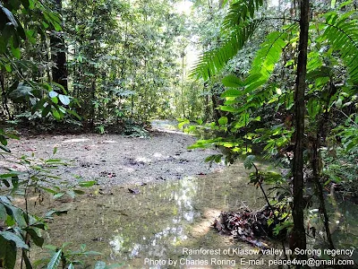 Rainforest Tour in Sorong regency