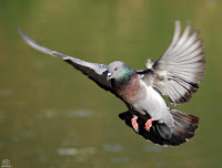 Paloma bravía (Columba livia).