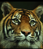 El Tigre de Sumatra