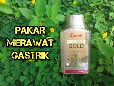 Gamat Pakar Merawat Gastrik