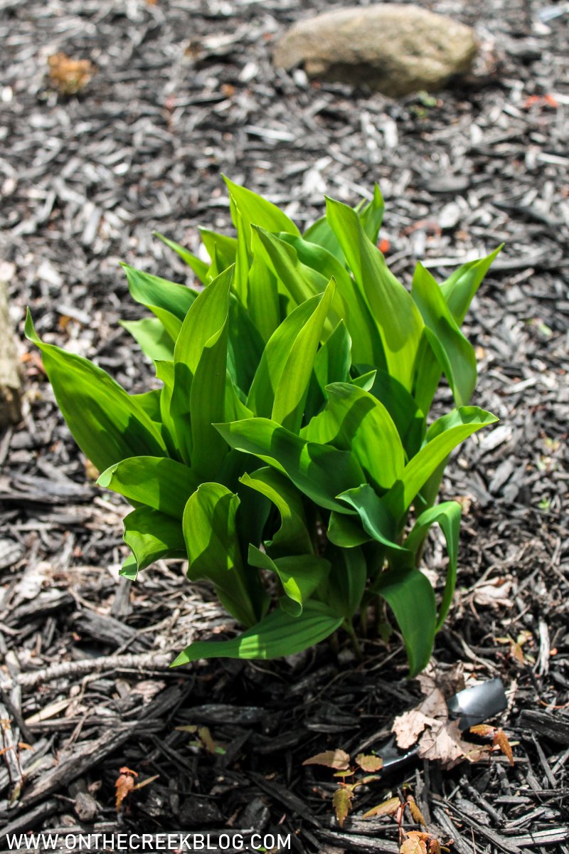 Peony leaves | On The Creek Blog