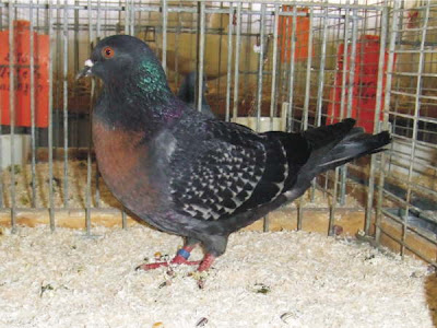 South German Charcoal Lark Pigeon