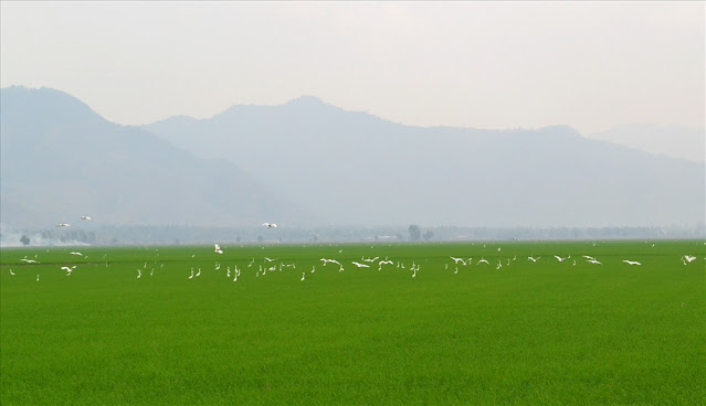 Những nơi trồng lúa màu nổi, thường được xem là đất lành,... khi nhiều loài chim tìm về để đậu.