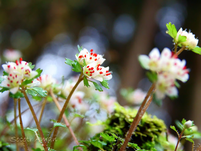 Chrysosplenium album