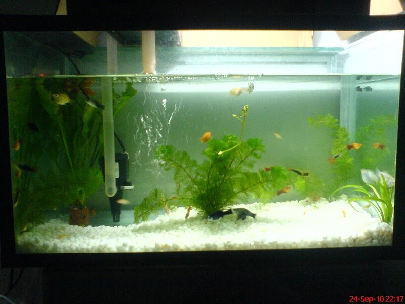 21+ Aquarium Murah