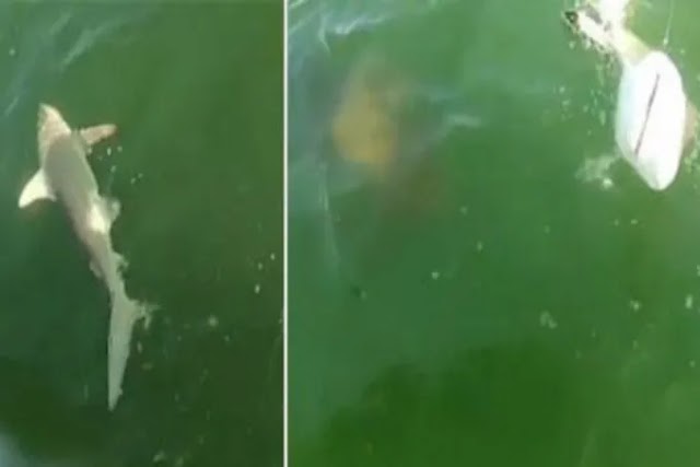 Peixe gigante ataca e devora tubarão com apenas uma mordida; vídeo