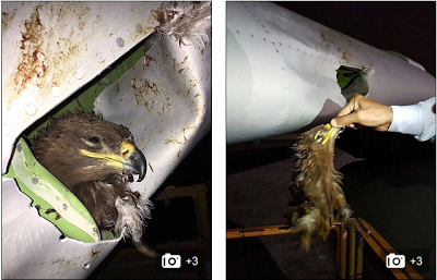 Plane lands with a dead eagle embedded in its wing