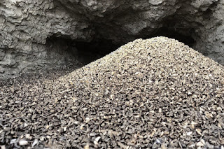 Guano kaya kandungan Berbagai nutrisi dan mineral