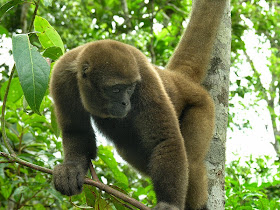 Woolly Monkey