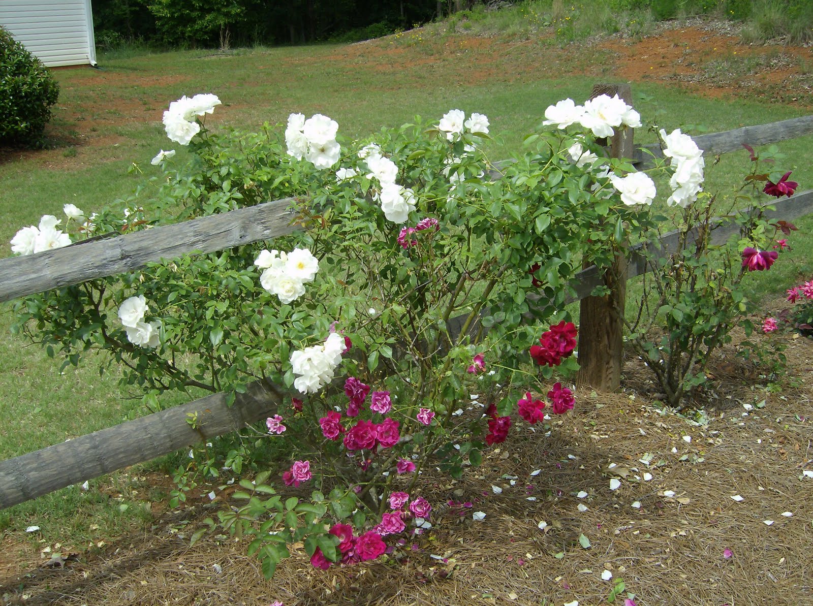 My white rose bush did it