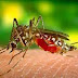 Número de casos confirmados de malária cresce no extremo sul da Bahia