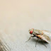  Εξαφανίστε τις ενοχλητικές μύγες με ένα κοινό υλικό που υπάρχει στο σπίτι σας
