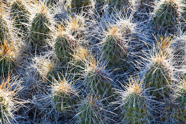 Strawberry Pitaya, Dagger Flat Auto Trail, Big Bend National Park