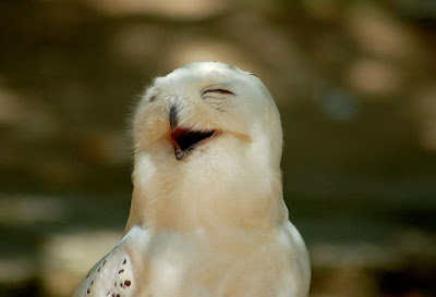 Laughing Owls Seen On www.coolpicturegallery.us