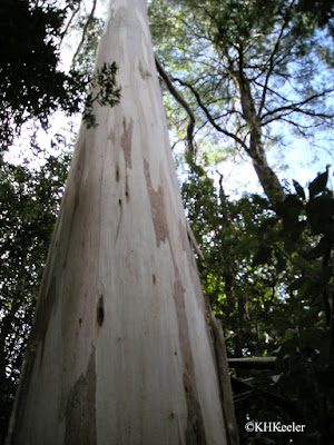 mountain ash, Eucalyptus