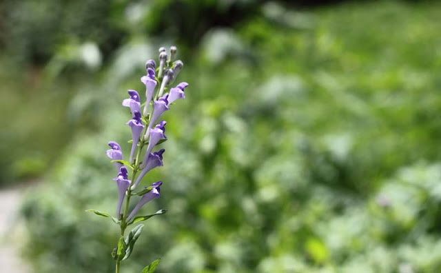 Baikal Skullcap Flowers Pictures