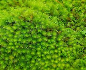 Bryophytes