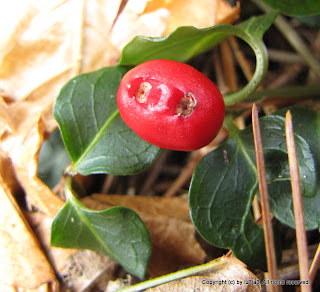 Partridge Berry