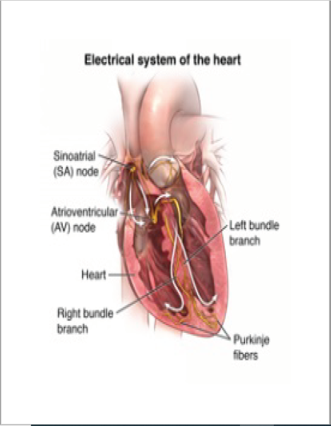 Electrical System Of Heart