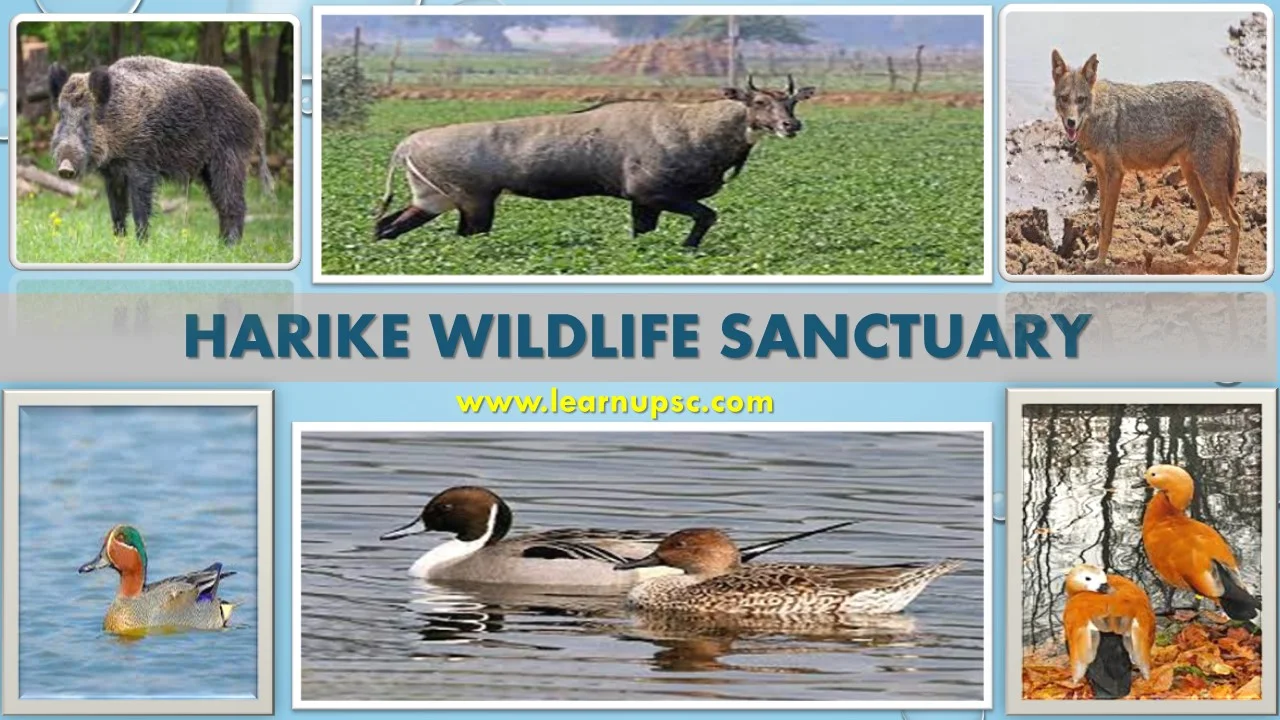 Harike Wildlife Sanctuary