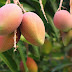 the fruits of bangladesh.....mango