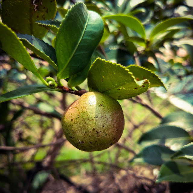 Kamelia olejodajna (Camelia oleifera), krewniak kerbaty i kamelii japońskiej - opis, wygląd, kwiaty, owoce, nasiona. Olej kameliowy informacjie na temat pochodzenia, wytwarzania, wykorzystania. Jak wygląda kamelia olejodajna, opis botaniczny, zdjęcia liści, owoców, kwiatów, kwitnienie, rośliny użytkowe olejne, olejodajne, oleiste. Ciekawostki dendrologiczne, ciekawe azjatyckie chińskie drzewa użytkowe, właściwości, użytkowanie oleju, cena.