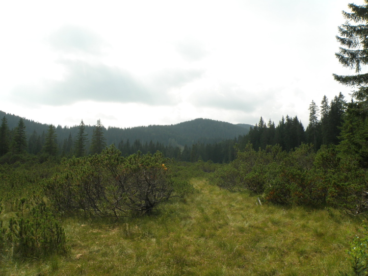 Alja Kouh Pokljuka barja 23 8 2013 