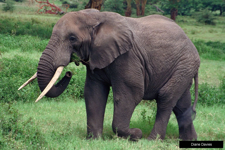 Foto Foto Binatang Gambar  Gajah