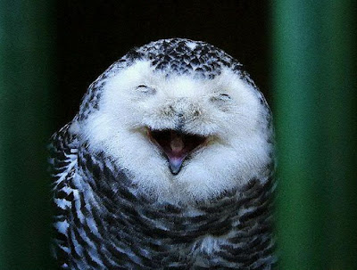 Laughing Owls Seen On www.coolpicturegallery.us