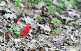 The cardinal @ Hendrie Park, RBG, Burlington, ON :: All Pretty Things