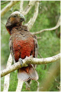 kaka Nestor meridionalis New Zealand endangered birds