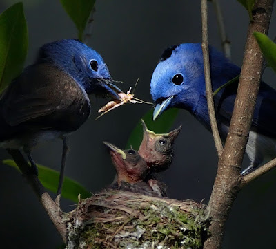 Pajarillos comiendo by John&Fish (10 fotos de aves)