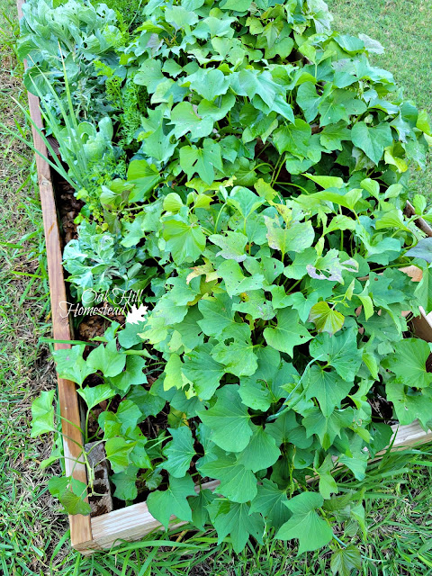 Huge vegetable plants that take up a lot of space.