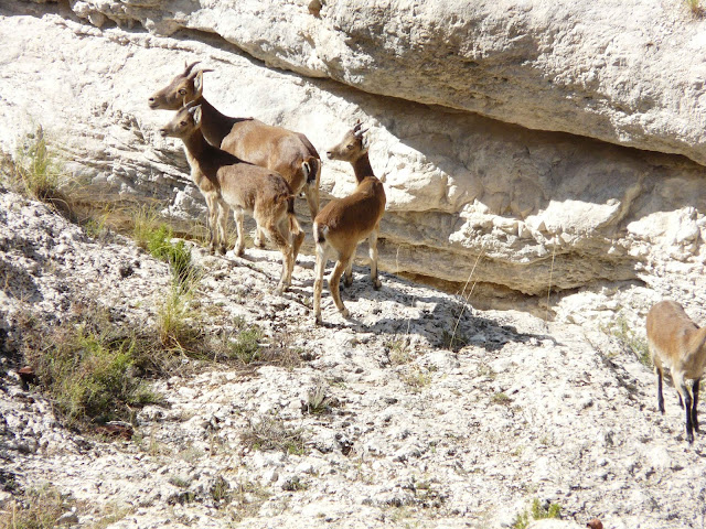Alcalá del Júcar wild goats