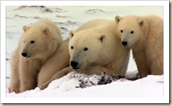 2009 jan polarbear 3