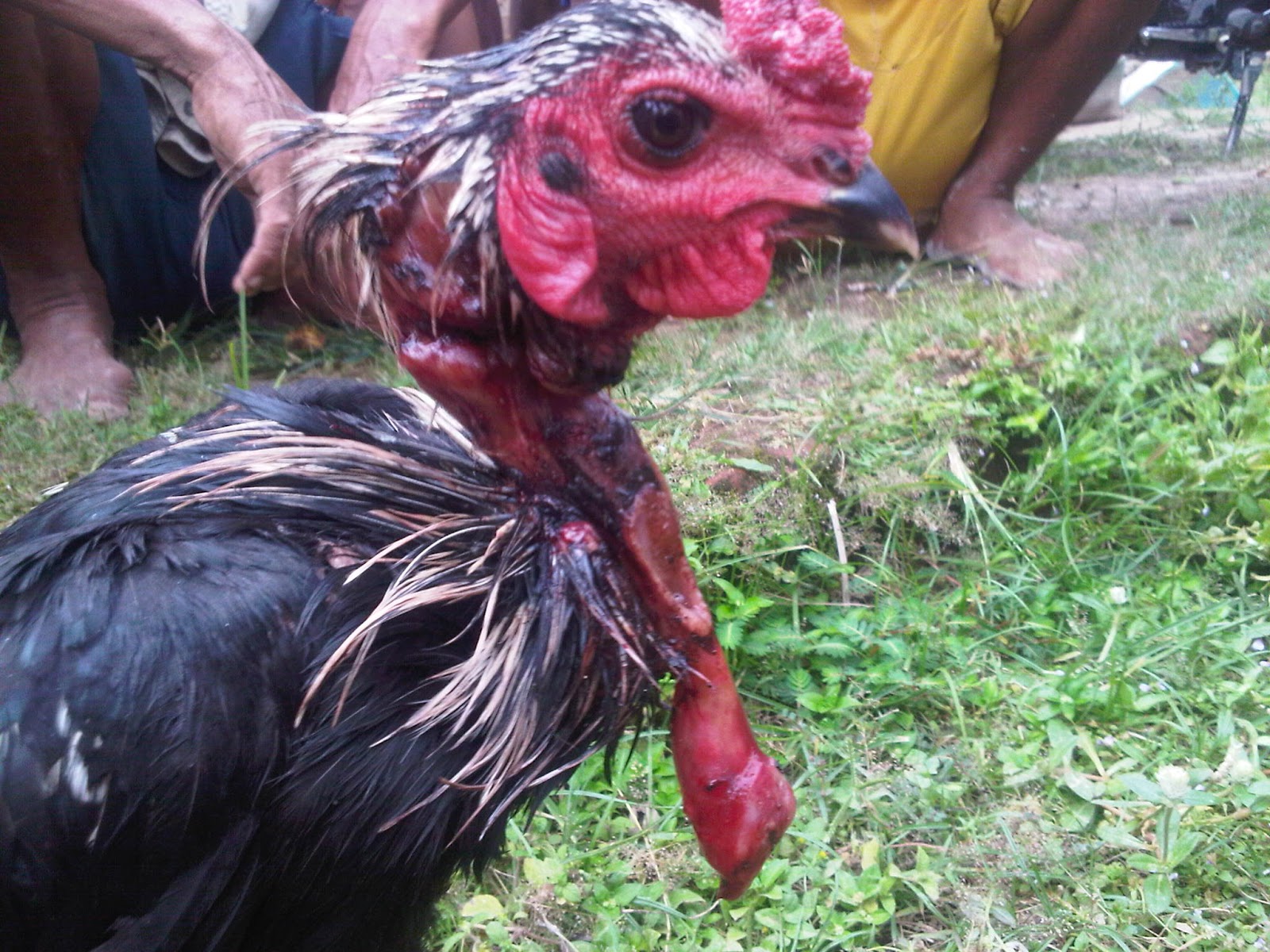 Seekor Ayam Kampung Jantan Ditemukan Masih Hidup Setelah 11 Jam