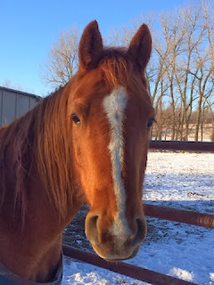 Congress Cuts Horse Slaughter Funding... Again