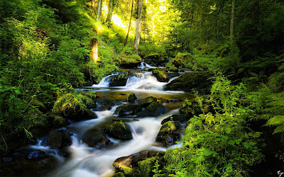 Black Forest in Germany Wide Screen HD Wallpaper