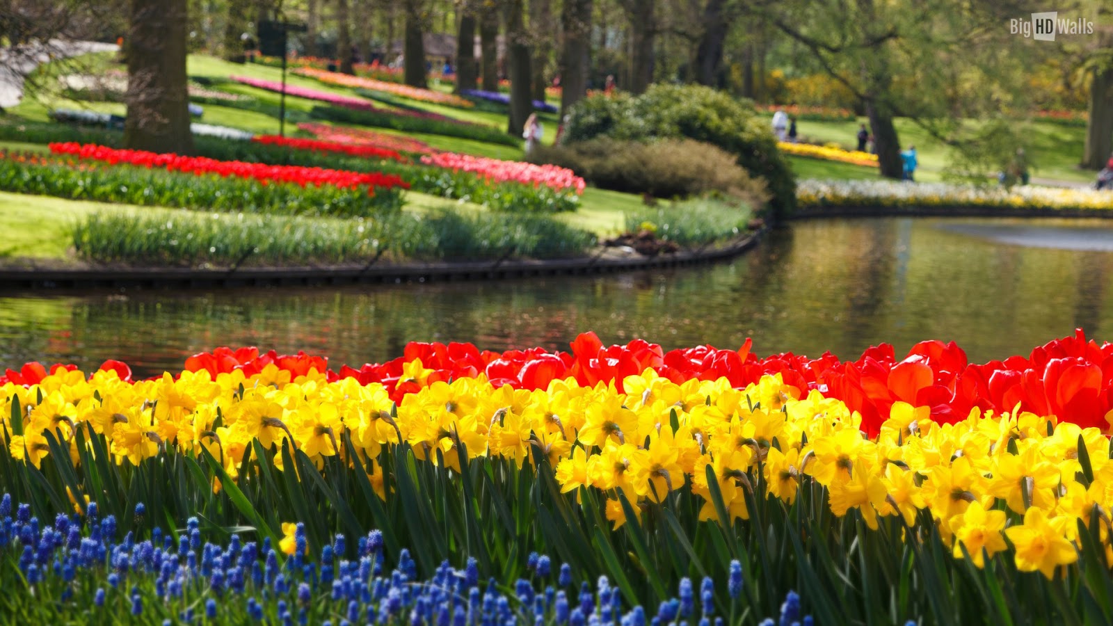 Gambar Bunga Tulip Belanda Indah Cantik - Gambar Kata Kata