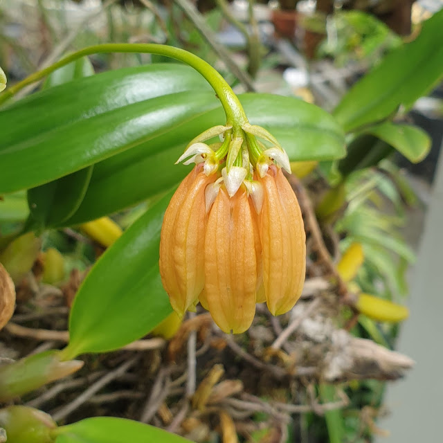 Bulbophyllum salmoneum