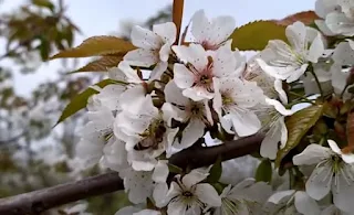 How to pollinate gardens with bees