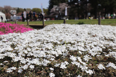 20180401小金井公園